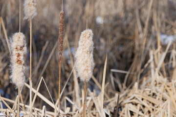 Swollen ear of bulrush, cattail in the marsh, Boulder, Colorado