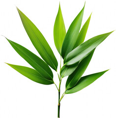 Lush green bamboo leaves isolated transparent background