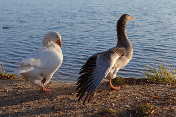 A pair of domestic geese on the beach.