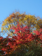 Fototapeta premium 東京の森の彩り豊かな公園