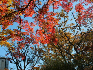 東京の森の彩り豊かな公園