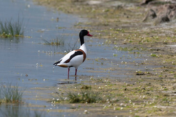 Tadorne de Belon,.Tadorna tadorna, Common Shelduck
