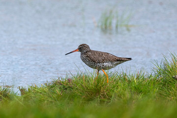 Chevalier gambette,.Tringa totanus, Common Redshank