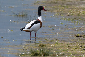 Tadorne de Belon,.Tadorna tadorna, Common Shelduck