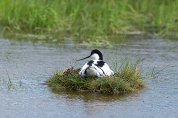 Avocette élégante, Recurvirostra avosetta, Pied Avocet, nid