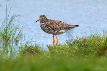 Chevalier gambette,.Tringa totanus, Common Redshank