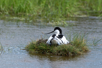 Avocette élégante, Recurvirostra avosetta, Pied Avocet, nid