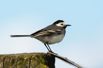 Bergeronnette grise,.Motacilla alba, White Wagtail