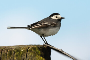 Fototapeta premium Bergeronnette grise,.Motacilla alba, White Wagtail