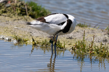 Avocette élégante, Recurvirostra avosetta, Pied Avocet,