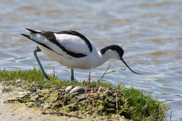 Avocette élégante, Recurvirostra avosetta, Pied Avocet, nid, oeuf