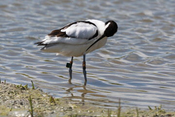 Avocette élégante, Recurvirostra avosetta, Pied Avocet,