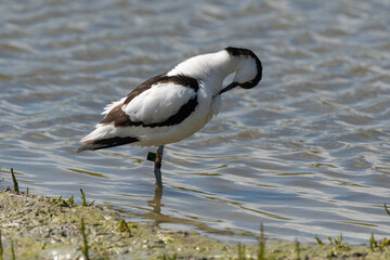 Avocette élégante, Recurvirostra avosetta, Pied Avocet,