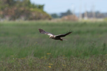 Busard des roseaux,.Circus aeruginosus, Western Marsh Harrier