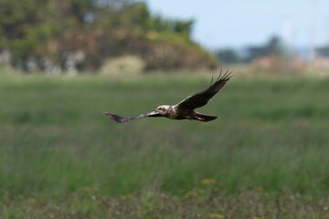 Busard des roseaux,.Circus aeruginosus, Western Marsh Harrier