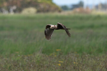 Busard des roseaux,.Circus aeruginosus, Western Marsh Harrier