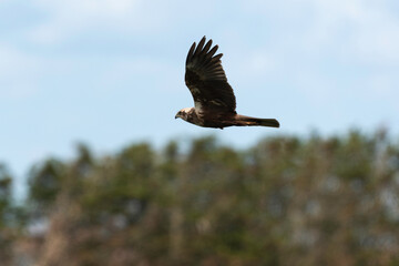 Busard des roseaux,.Circus aeruginosus, Western Marsh Harrier