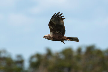 Busard des roseaux,.Circus aeruginosus, Western Marsh Harrier