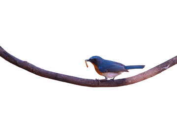Fototapeta premium Indochinese Blue Flycatcher male isolated on white background. This has clipping path.