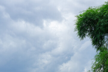 Obraz premium Dark grey clouds background Cumulonimbus with bamboo on the left side. Rainy season