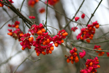 Gewoehnlicher Spindelstrauch (Euonymus europaeus)