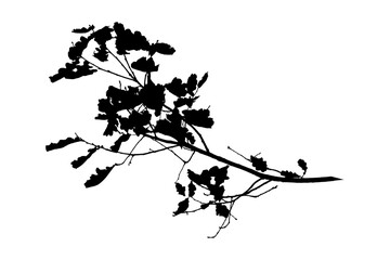 Oak branch silhouette on transparent background