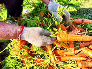 Autumn carrot harvest showcasing freshly pulled carrots from rich soil on a sunny day