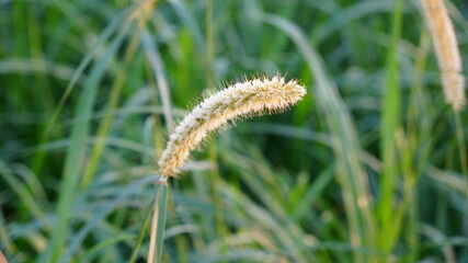close up of caterpillar on grass