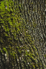 Macro photograph of moss growing on top the bark of a tree.