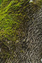 Macro photograph of moss growing on top the bark of a tree.