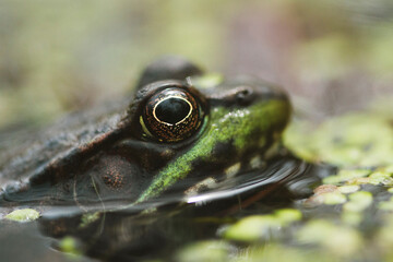 Macro Photograph of the eye of a leopard frog. Genus Lithobates