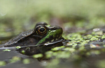 Macro Photo of a leopard frog waiting in the water of a swamp.
