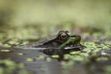 Macro Photo of a leopard frog waiting in the water of a swamp.