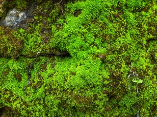 green moss on stone wall