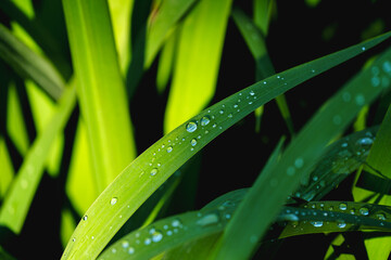 Sparking morning dew drop on green leaves in sunshine