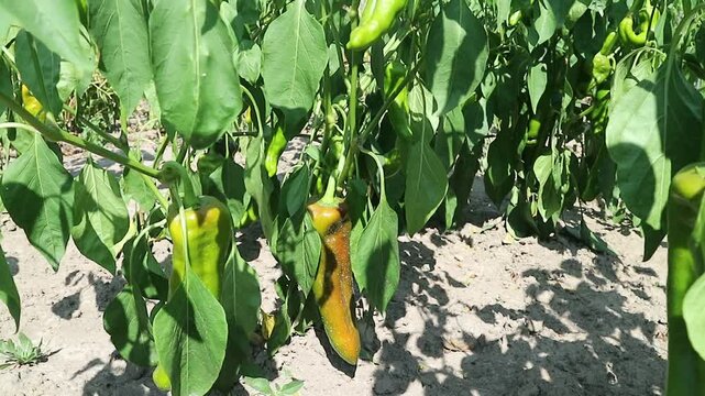 Kapi peppers are ripening in the garden. Bushes of half-ripe sweet Kapi peppers sway in the wind.