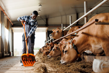 Farm worker African Farmer man with shovel at barn cow. Agriculture for livestock, sustainability...