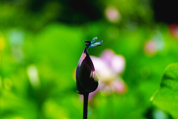 Dragonfly resting on bud of sacred lotus under sunshine in summer
