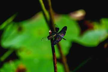 Dragonfly resting on leaf of sacred lotus under sunshine in summer
