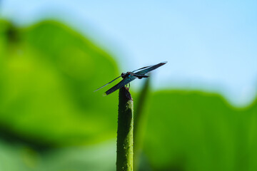 Dragonfly resting on leaf of sacred lotus under sunshine in summer