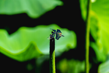 Dragonfly resting on leaf of sacred lotus under sunshine in summer