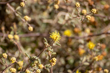 Flores amarillas silvestres
