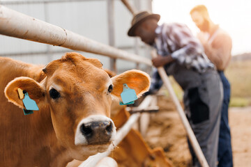 Dairy farm livestock agriculture industry banner. Portrait cow red jersey with automatic collar stand in stall eating hay