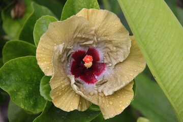 Hibiscus flower in the garden, closeup of photo
