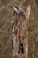 eurasian jay (garrulus glandarius) and great spotted woodpecker (dendrocopus major) perching together on a trunk