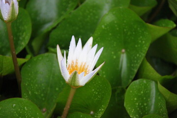 White lotus flower in the pond, closeup of water lily