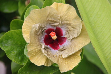 Hibiscus flower in the garden, closeup of photo
