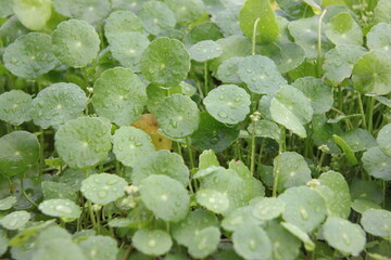 Centella asiatica