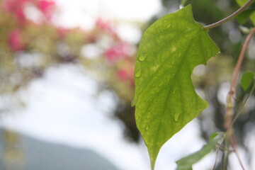 green leaf with water droplets on it, Bougainvillea