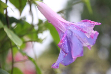 Purple flower with water drops on the petals in the garden